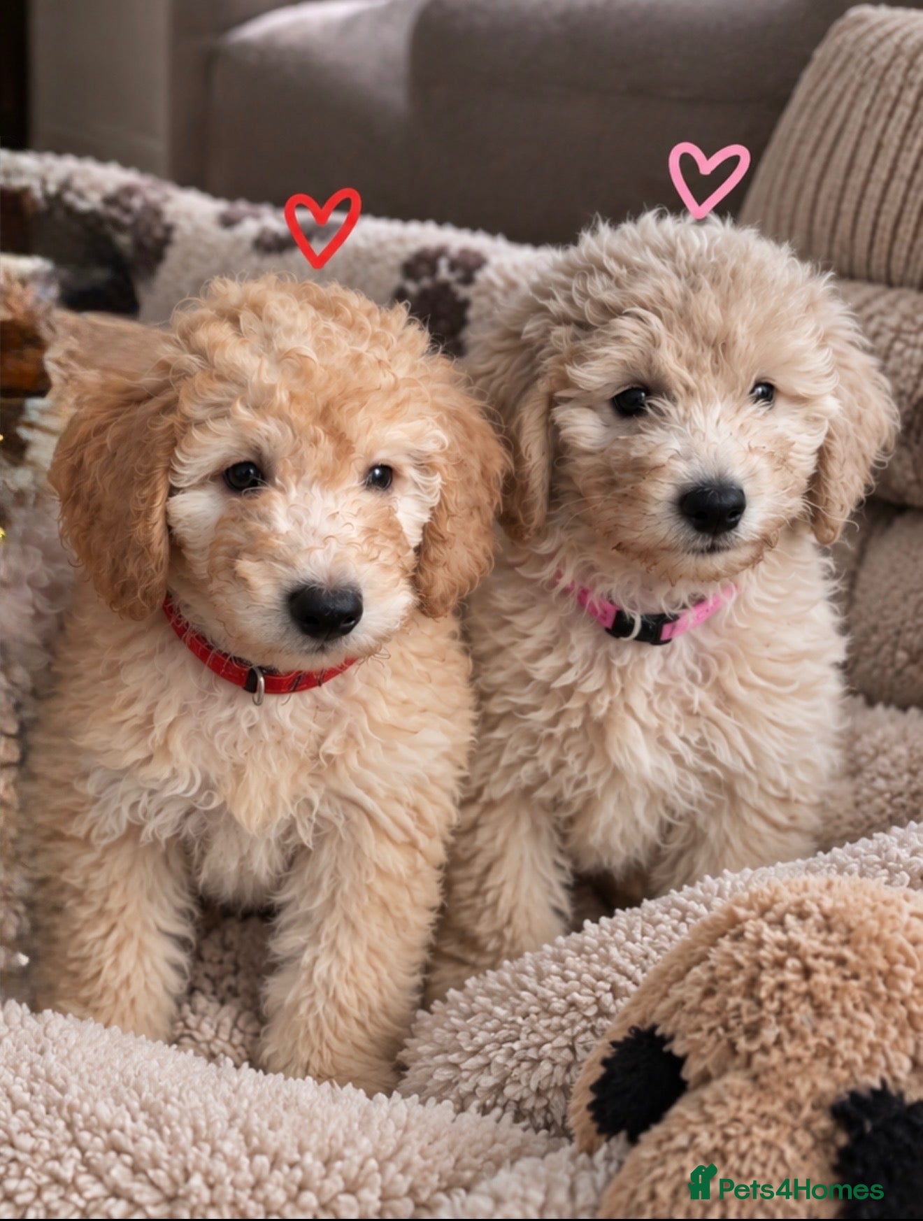 Mini Goldendoodle dogs F1B MINI GOLDENDOODLE – 2 PUPPIES AVAILABLE - Advert 1