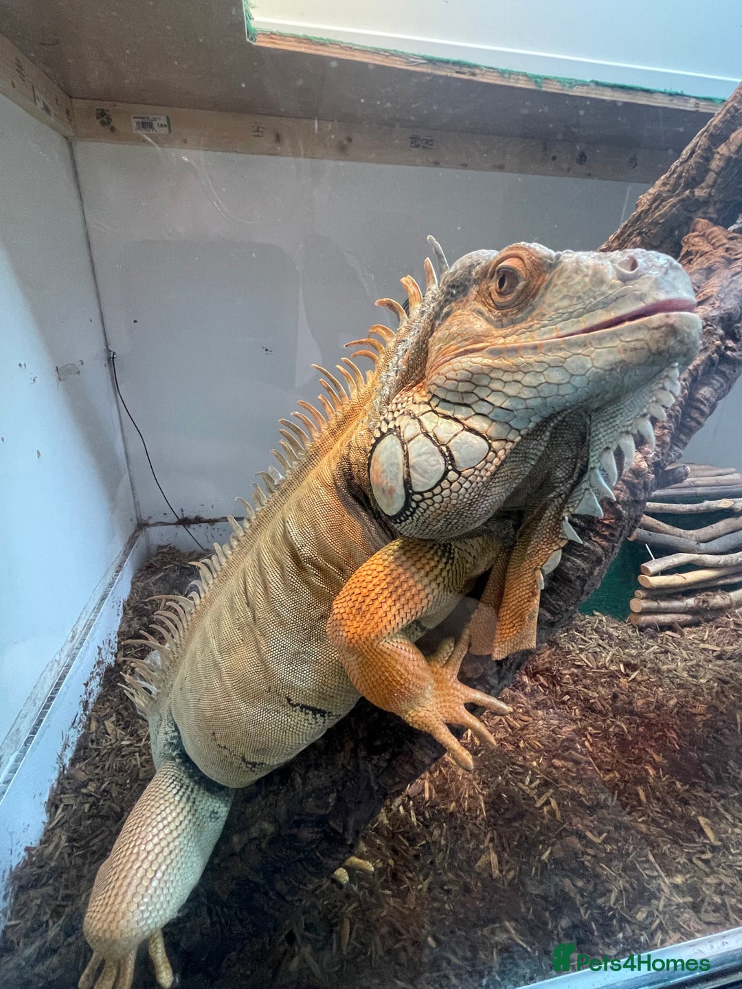 Iguana reptiles for sale: 7yo Red Iguana - Advert 2