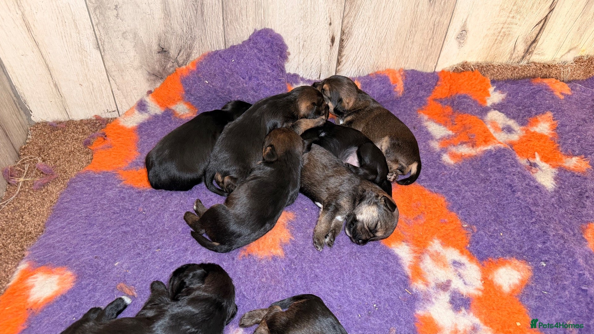 Mixed Breed dogs Border terrier x patterdale - Advert 1