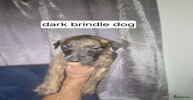 Whippet dogs - Advert 3