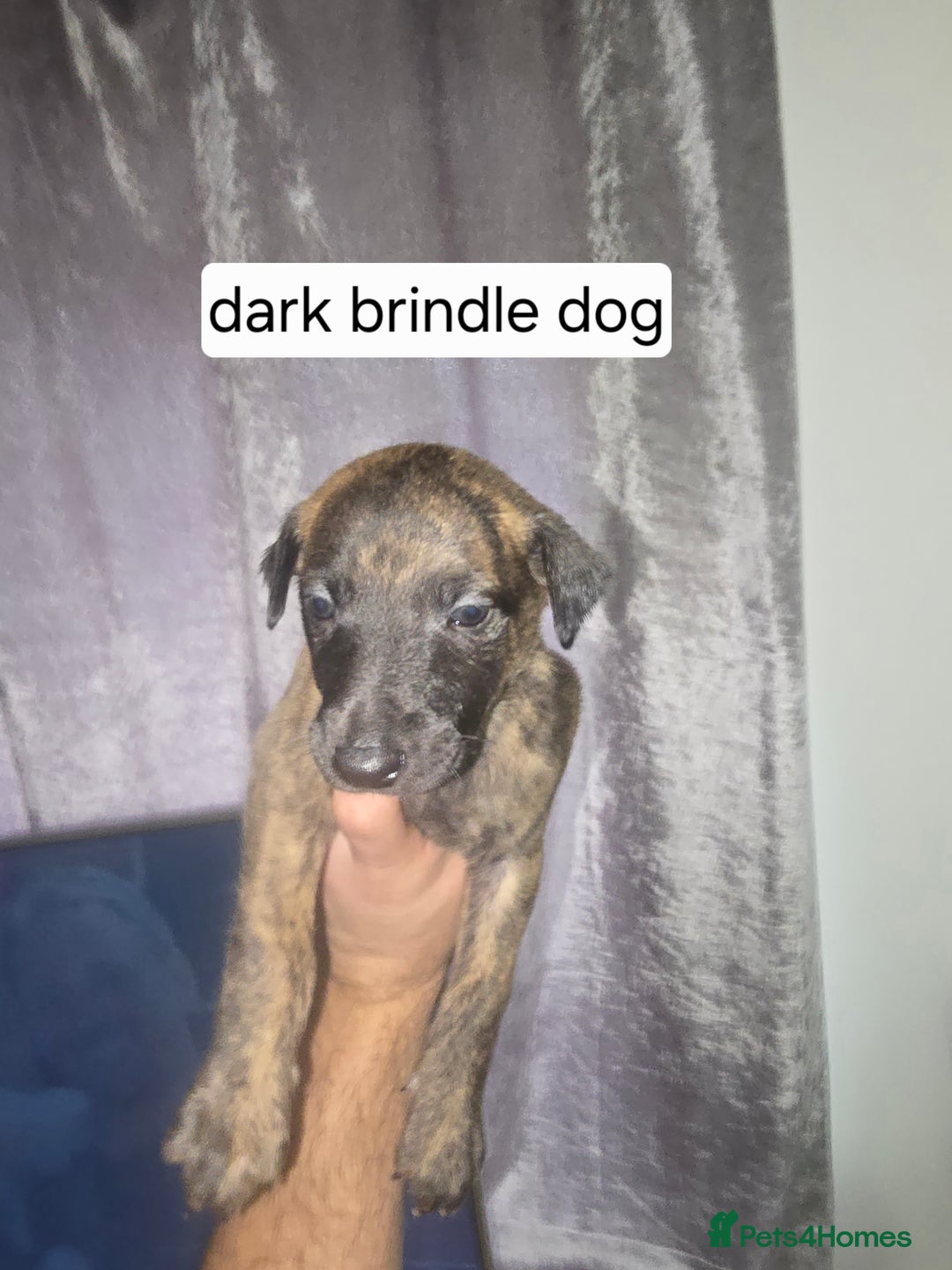 Whippet dogs for sale: CHAMPION SHOW BLOOD KC WHIPPET PUPS - Image 2