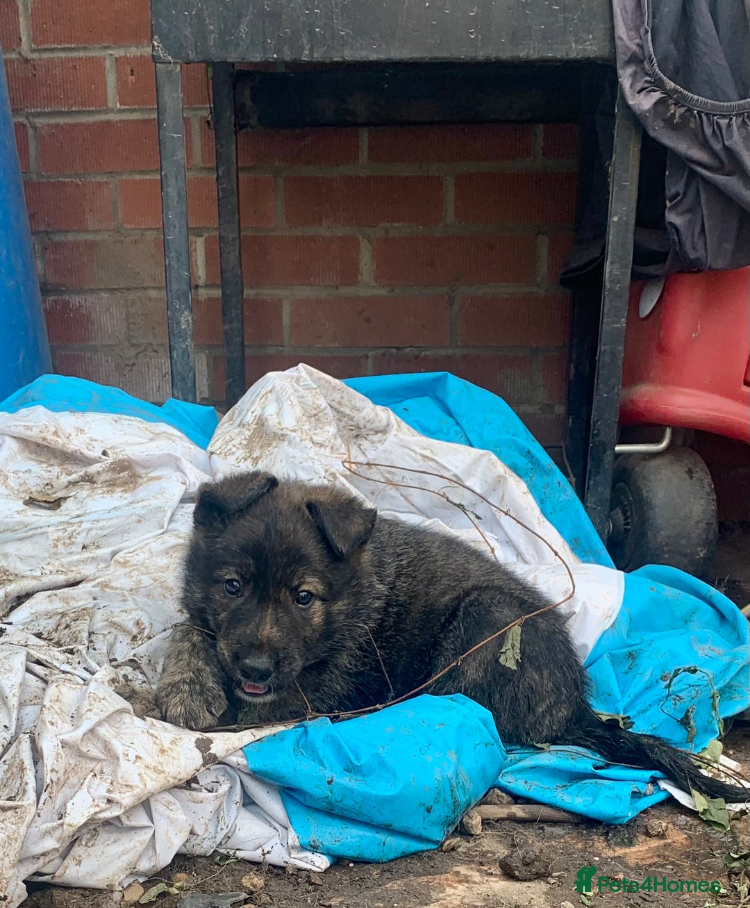 Mixed Breed dogs for sale: German Shepard X Dutch Herder Puppies - Image 7