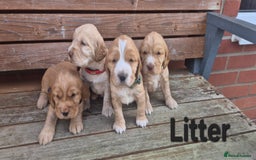 Cocker Spaniel dogs for sale: 🐶 Cocker spaniel Show-type Puppies - Image 9