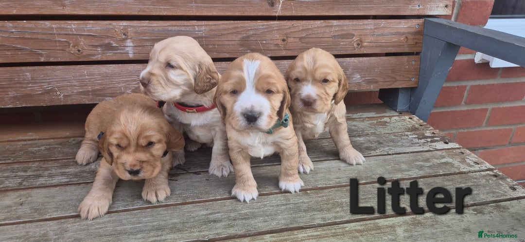 Cocker Spaniel dogs for sale: 🐶 Cocker spaniel Show-type Puppies - Image 9