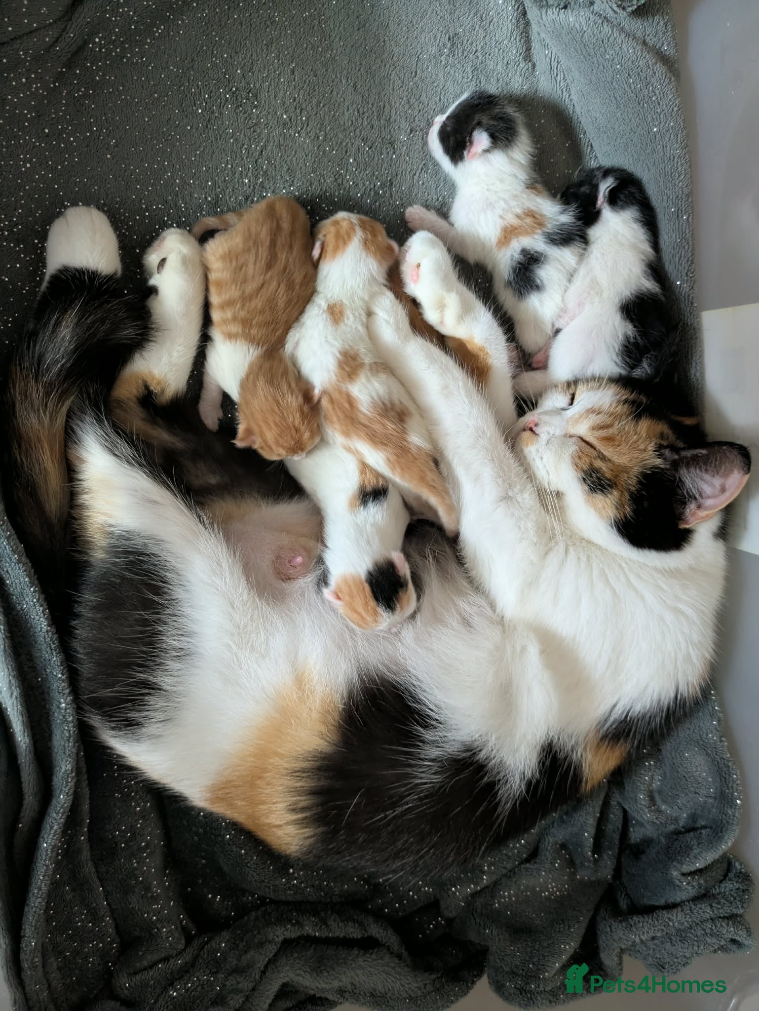 Mixed Breed cats 2 Male Kittens  - Advert 1