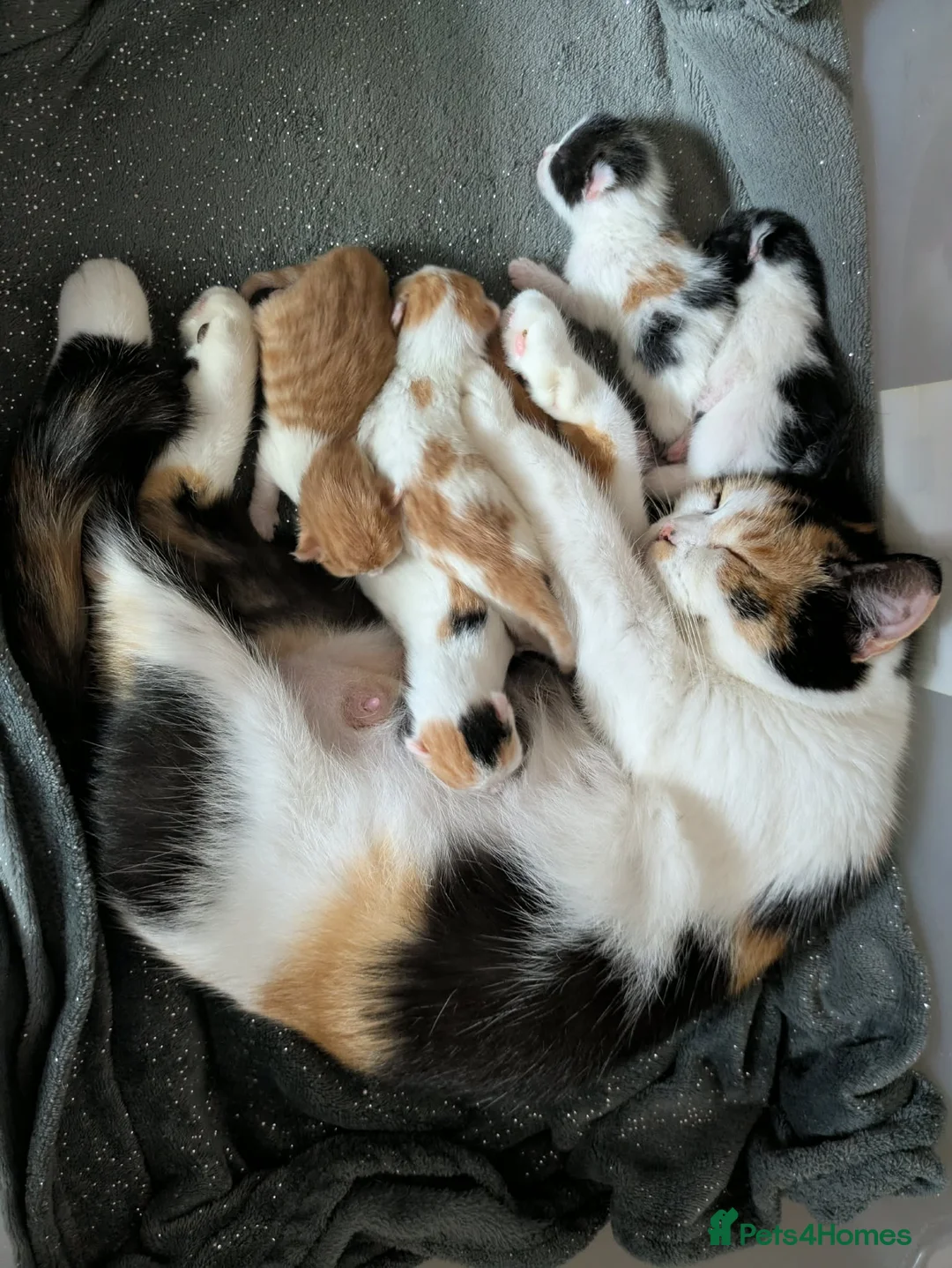Mixed Breed cats for sale: 2 Male Kittens  - Advert 1