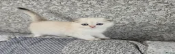 Scottish Fold cats for sale: 3 Adorable Scottish fold kittens 💙  - Advert 4