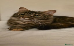 Mixed Breed cats for sale: Girl Mix breed Mainecoon and Bengal - Image 3