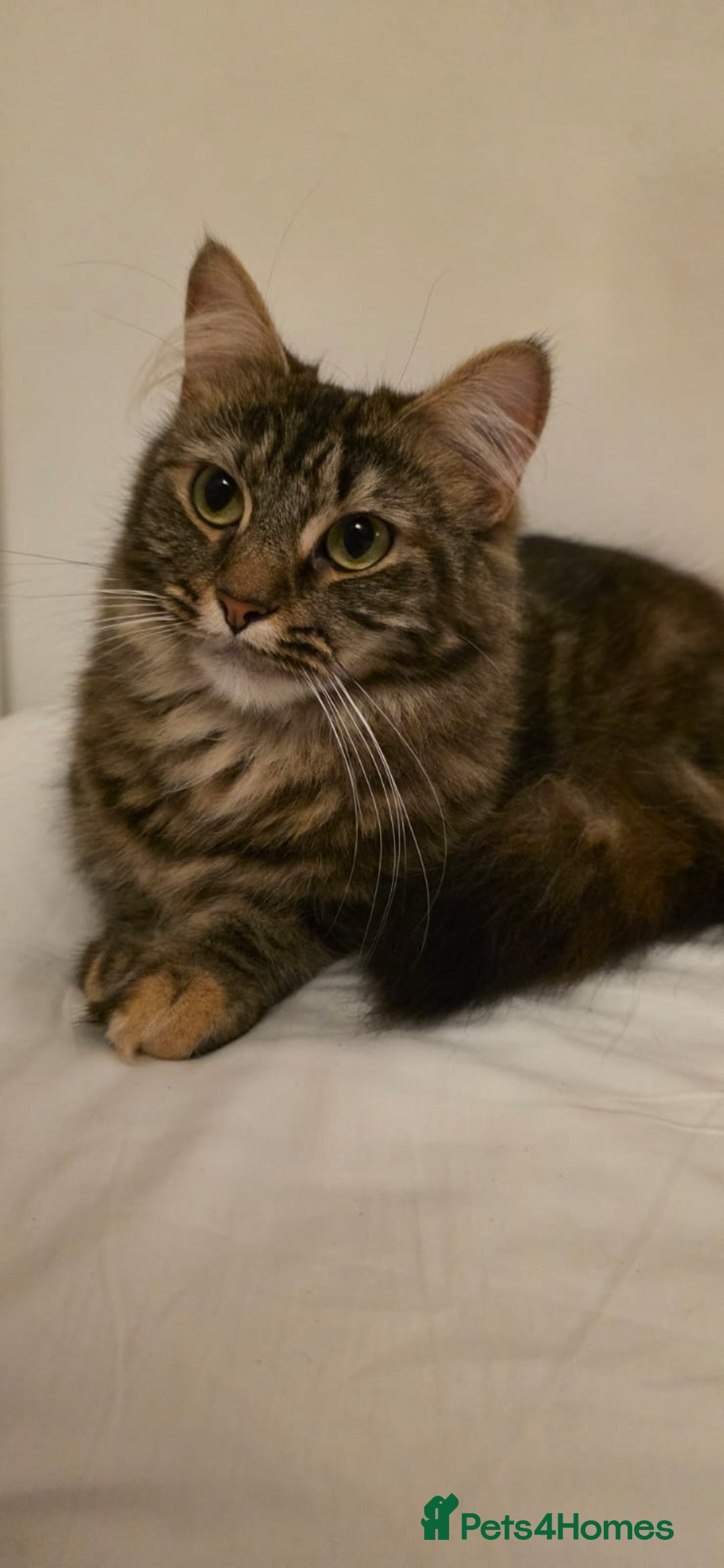 Mixed Breed cats for sale: Girl Mix breed Mainecoon and Bengal - Image 3