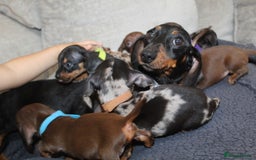 Miniature Dachshund dogs for sale: 🐶✨Smallest mini KC stunning litter ✨🐶 - Image 14