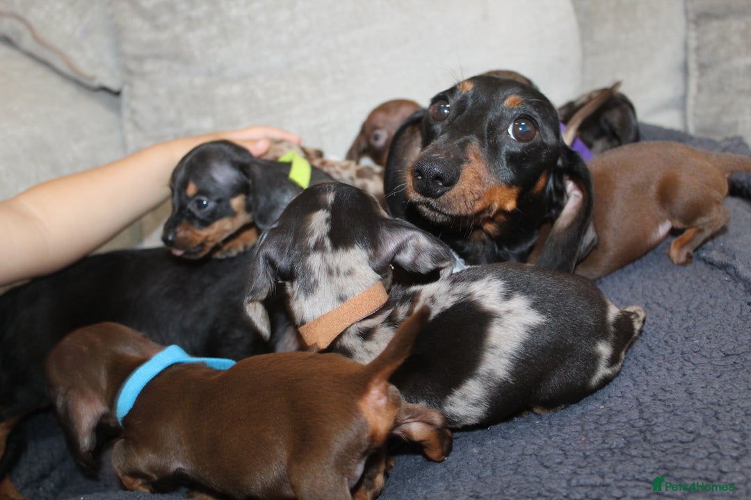 Miniature Dachshund dogs for sale: 🐶✨Smallest mini KC stunning litter ✨🐶 - Image 14