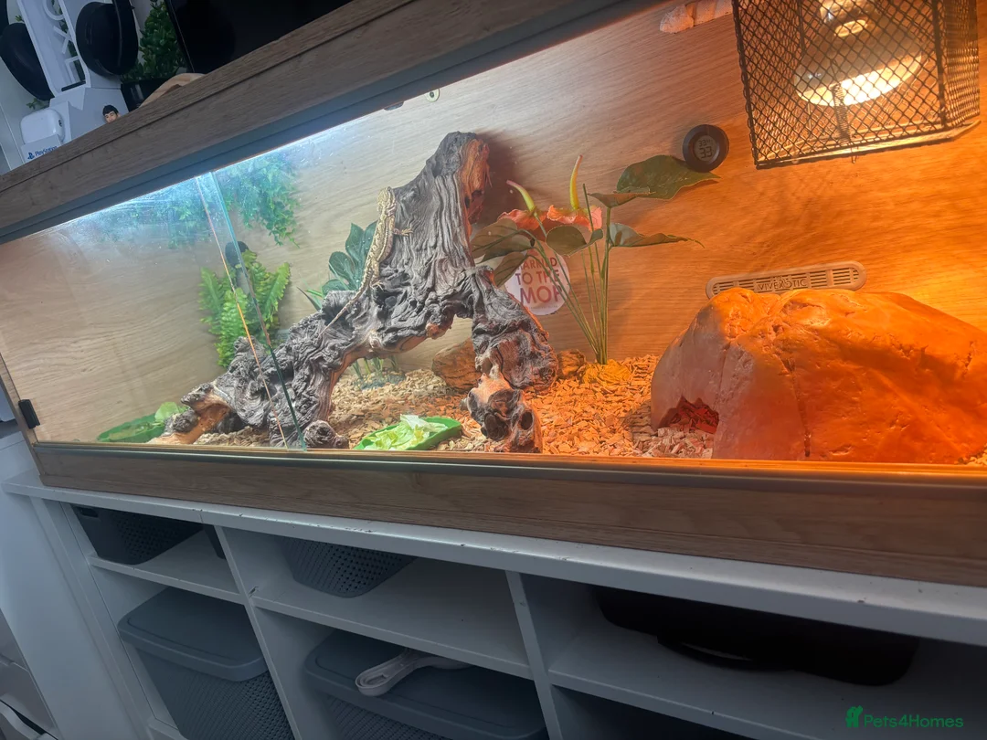 Dragon reptiles for sale: Ranking dragons with full set up  - Advert 4