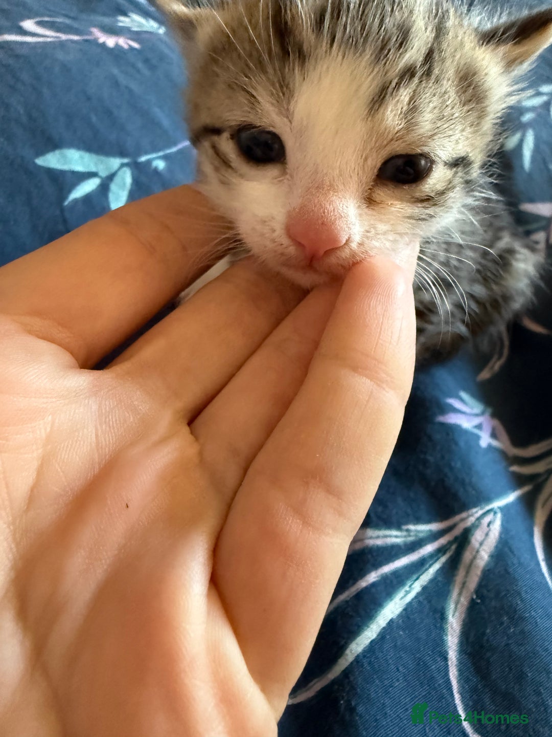 Mixed Breed cats for sale: Kittens  - Image 13