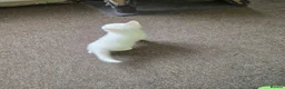 Turkish Angora cats for sale: Whithe Turkish Angora - Advert 16