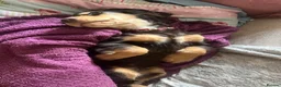 Cocker Spaniel dogs for sale: Cocker Spaniel Puppies - Advert 17