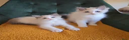 Ragdoll cats for sale: Show-class kittens ready for new homes! - Advert 12