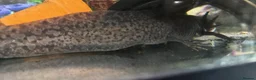 Axolotl reptiles for sale: 3 baby axolotls and 2 adults  - Advert 2