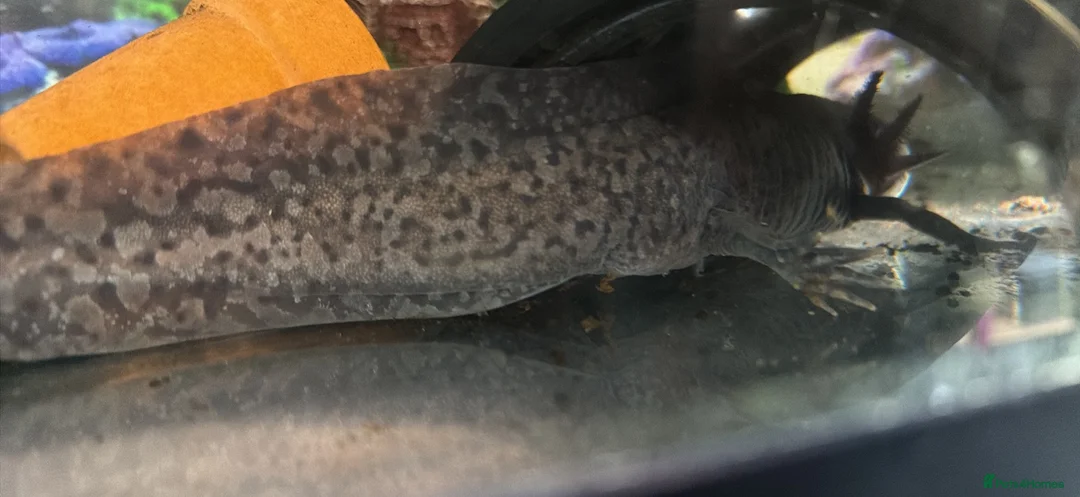 Axolotl reptiles for sale: 3 baby axolotls and 2 adults  - Advert 2