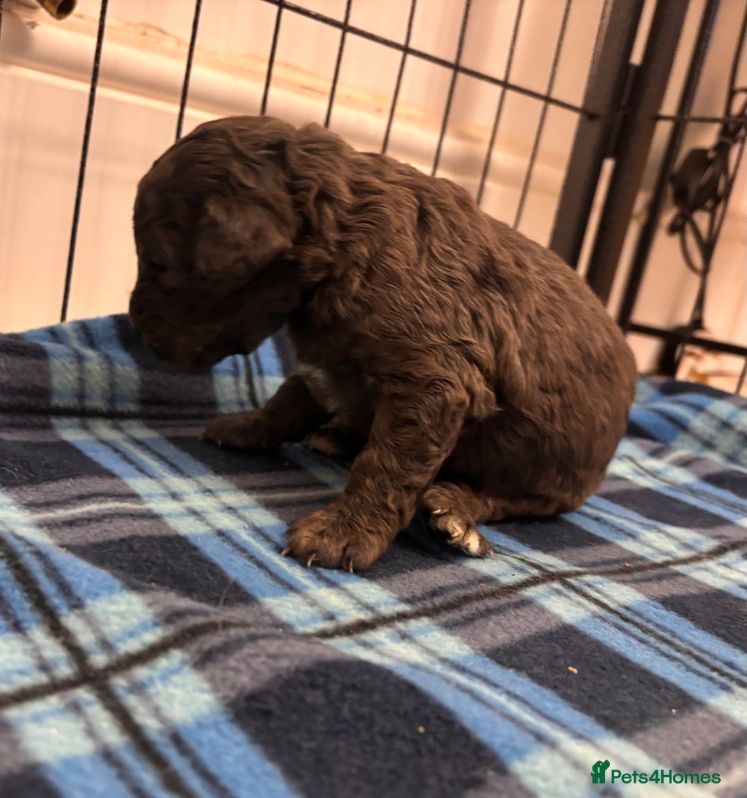 Cockapoo dogs for sale: F2 Cockapoo Puppies - Advert 17