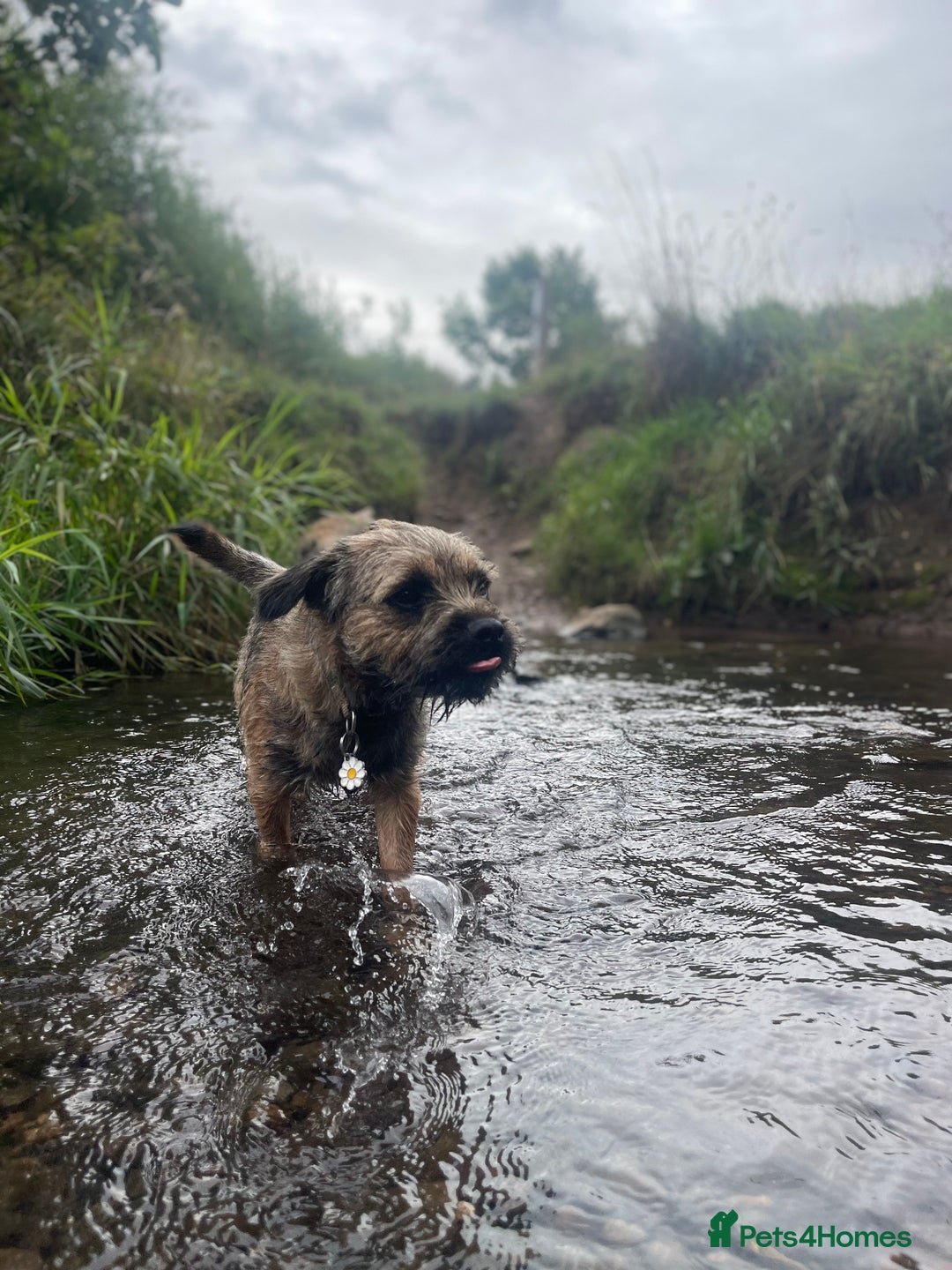 Border Terrier dogs for sale: Beautiful female border terrier  - Advert 4