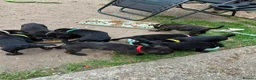 Staffordshire Bull Terrier dogs for sale: 9 beautiful staff pups in Beccles - Advert 7