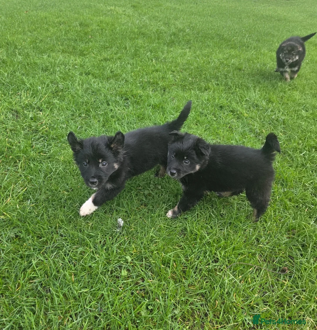 Golden Shepherd dogs for sale: Golden shepherd puppies  in Romford - Advert 10