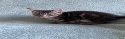 Mixed Breed cats for sale: BSH x boy kittens  - Advert 10