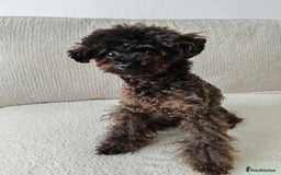 Toy Poodle dogs for sale: 16 Month Old Asian Toy Poodle - Image 10