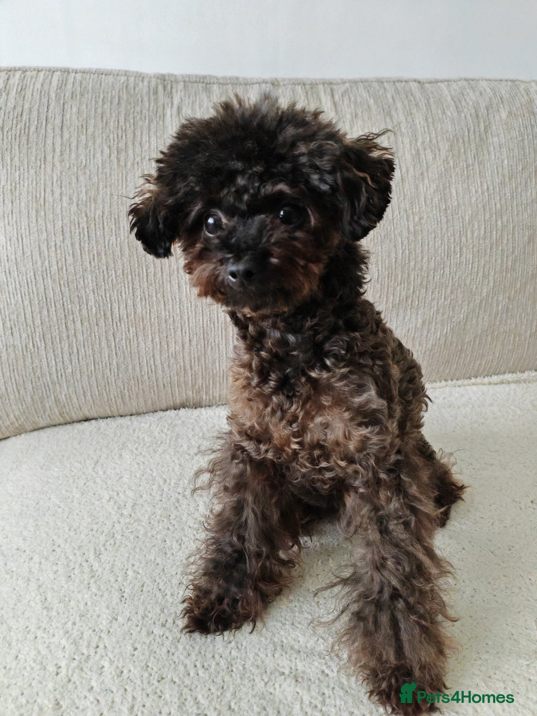 Toy Poodle dogs for sale: 16 Month Old Asian Toy Poodle - Image 10
