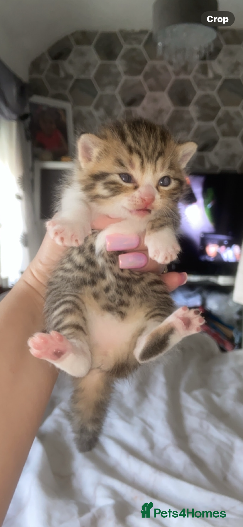 Mixed Breed cats 6 x Stunning Mixed Bengal/British Shorthair Cross  - Advert 4