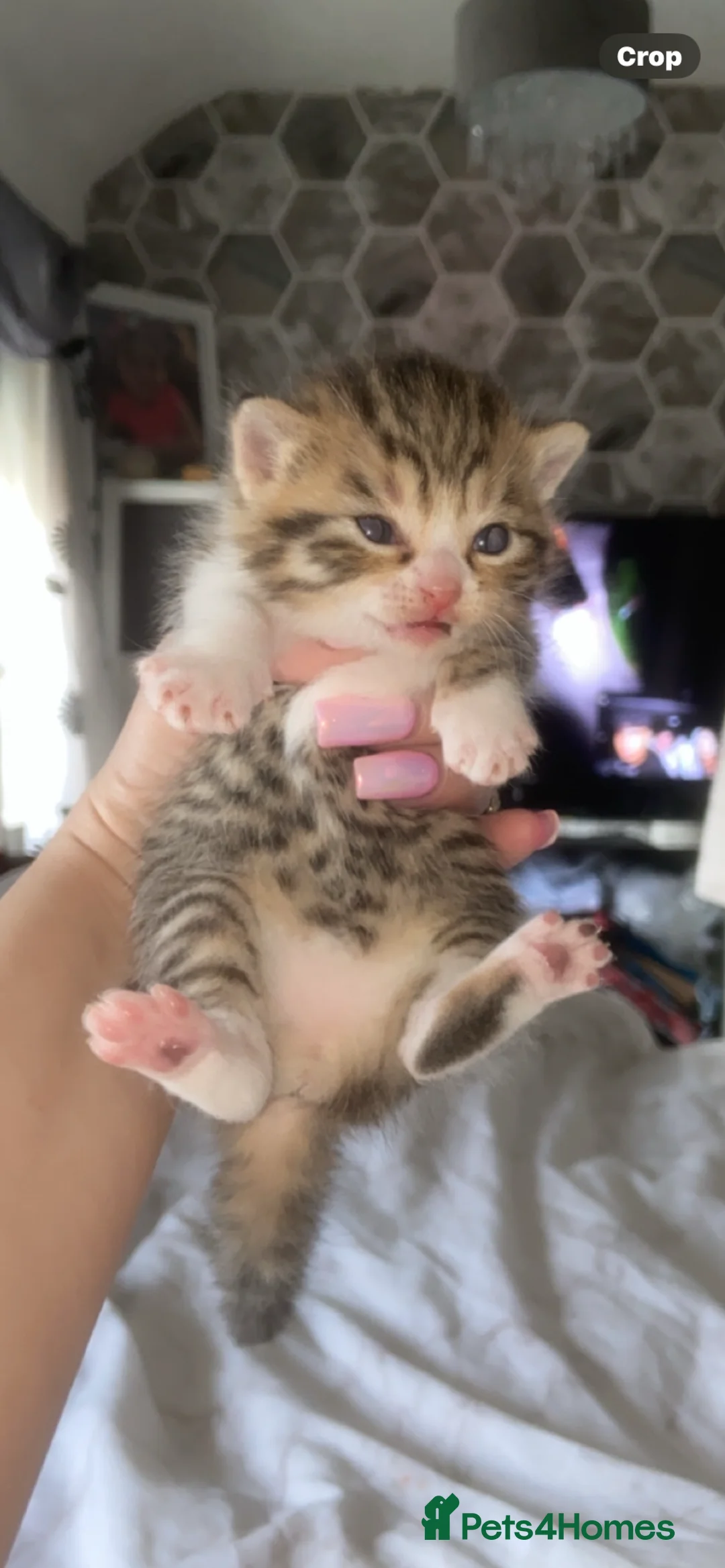 Mixed Breed cats for sale: 6 x Stunning Mixed Bengal/British Shorthair Cross  - Advert 2