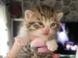 Mixed Breed cats 6 x Stunning Mixed Bengal/British Shorthair Cross - Advert 2