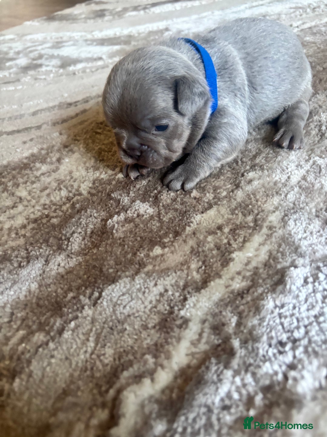 French Bulldog dogs for sale: Stunning Litter of French Bulldogs  - Image 5