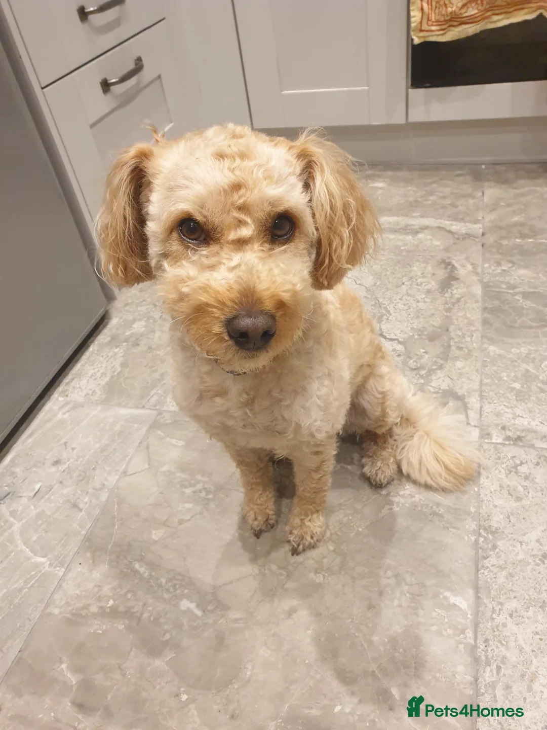Mixed Breed dogs for sale: Lovely Leo needs a new home in York - Advert 5