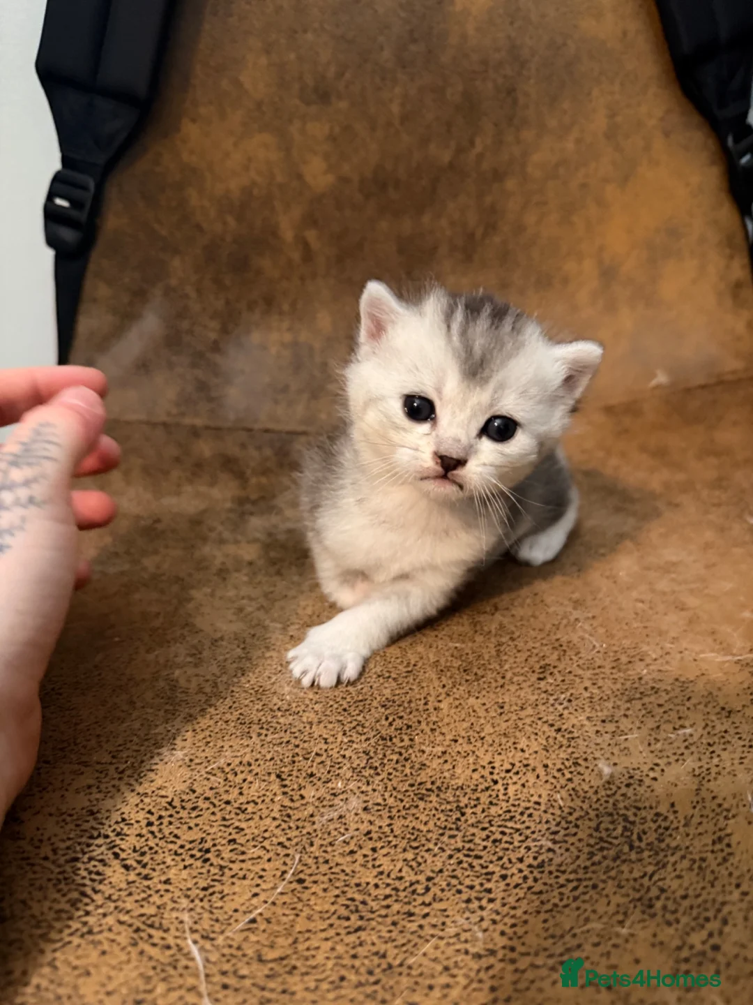 Mixed Breed cats for sale: British Shorthair Mixed Kittens  - Advert 10