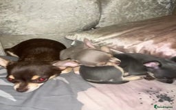 Chihuahua dogs for sale: Beautiful Chihuahua Puppies – Ready This Sunday - Image 2