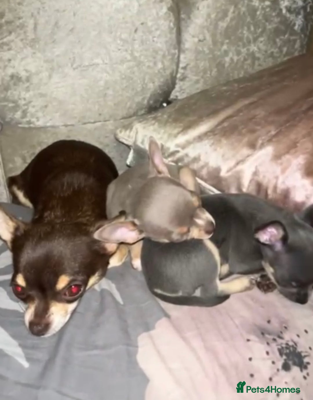 Chihuahua dogs for sale: Beautiful Chihuahua Puppies – Ready This Sunday - Image 2