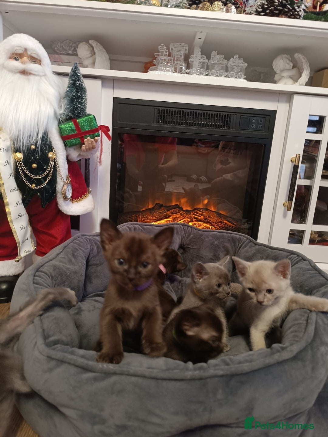 Burmese cats for sale: Lovely Burmese kitten's - Advert 5