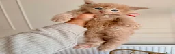 Maine Coon cats for sale: Stunning chunky Mainecoons  in Teignmouth - Advert 5