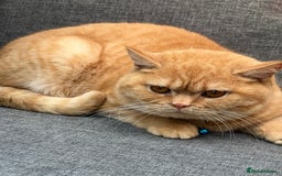 British Shorthair cats for sale: British shorthair red boy and blue -white GCCF  - Image 8