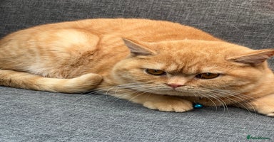 British Shorthair cats - Advert 16