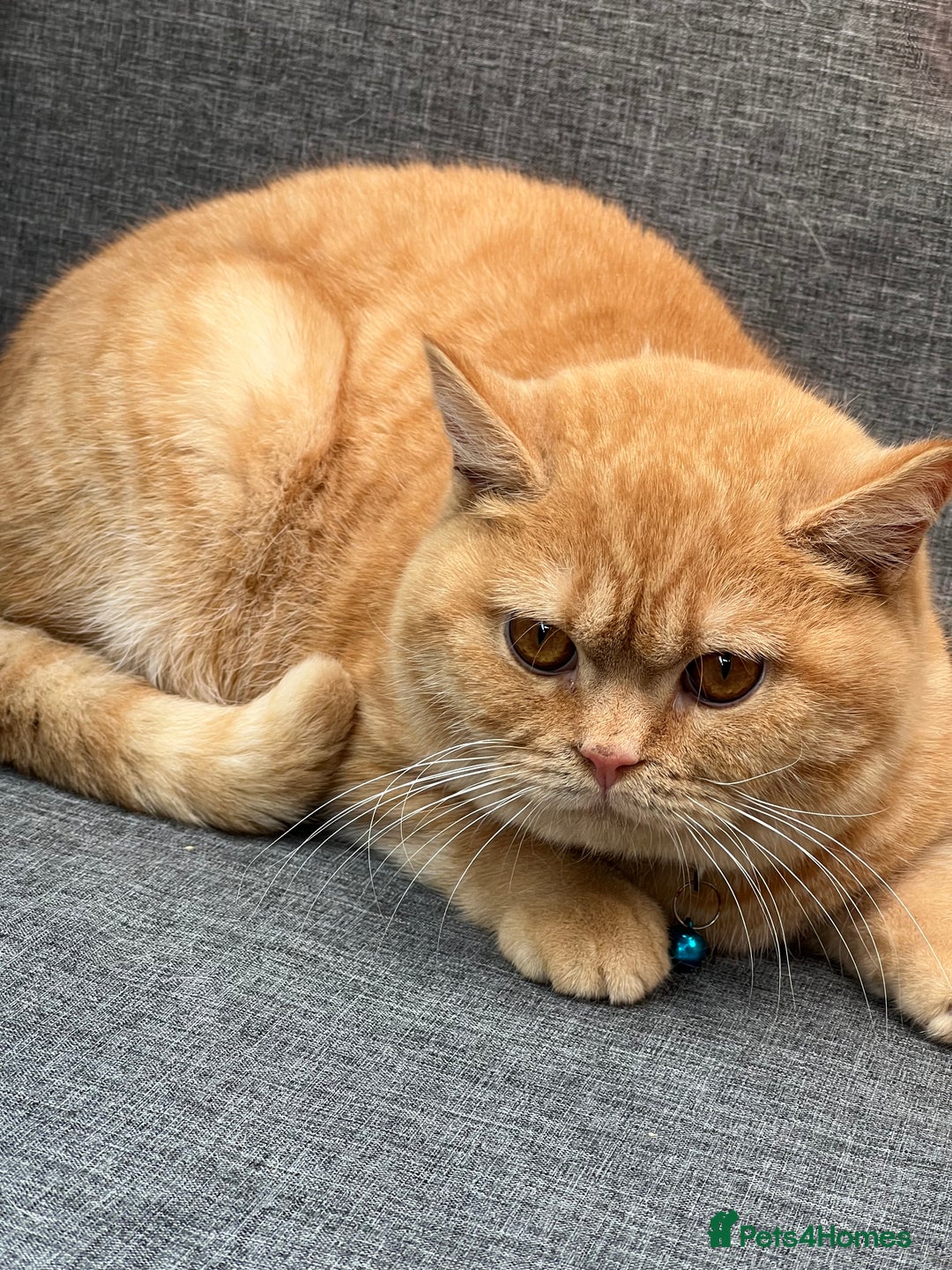 British Shorthair cats for sale: British shorthair red boy and blue -white GCCF  - Image 8