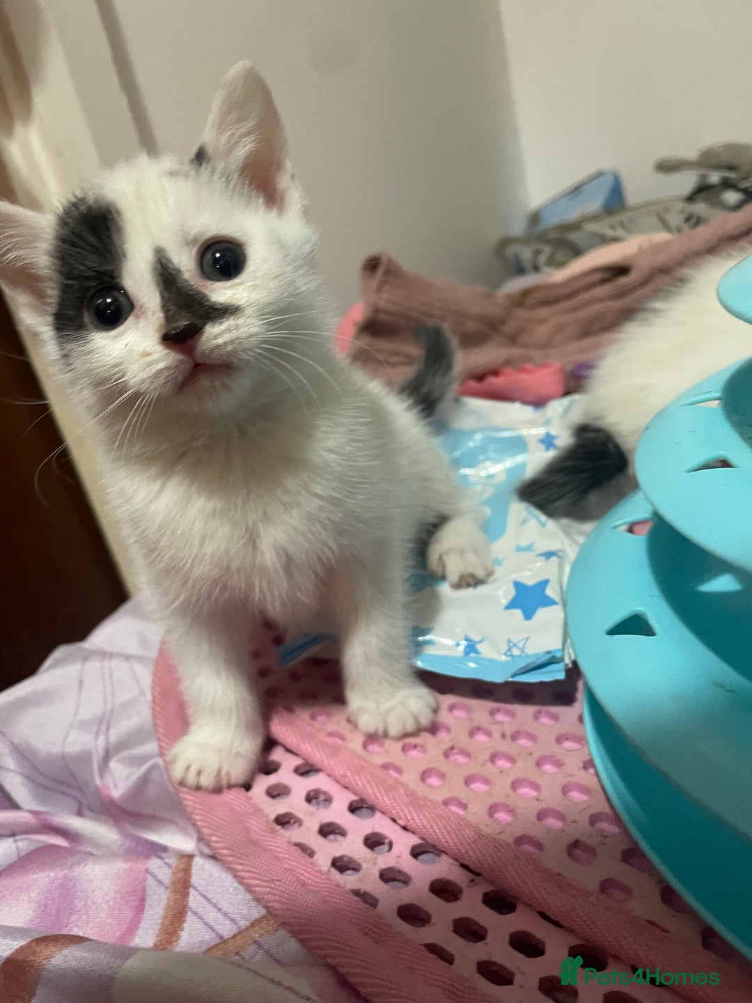 Mixed Breed cats for sale: Ragdoll x babies - Advert 7