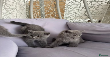 British Shorthair cats - Advert 4