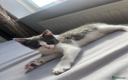 Domestic Shorthair cats for sale: Girl kitten grey and white  - Advert 1