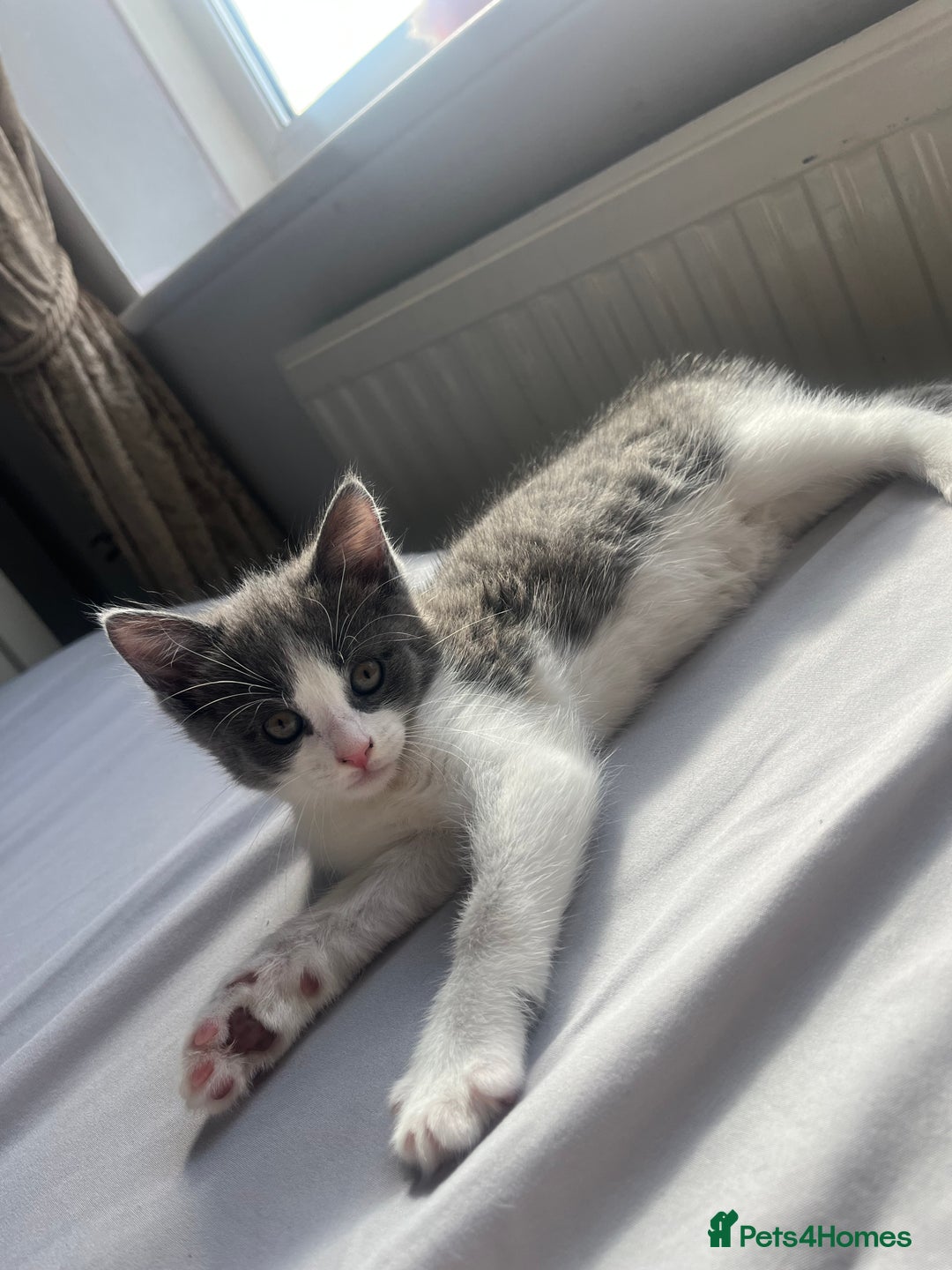 Domestic Shorthair cats for sale: Girl kitten grey and white  - Advert 1