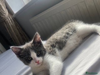 Domestic Shorthair cats - Advert 6