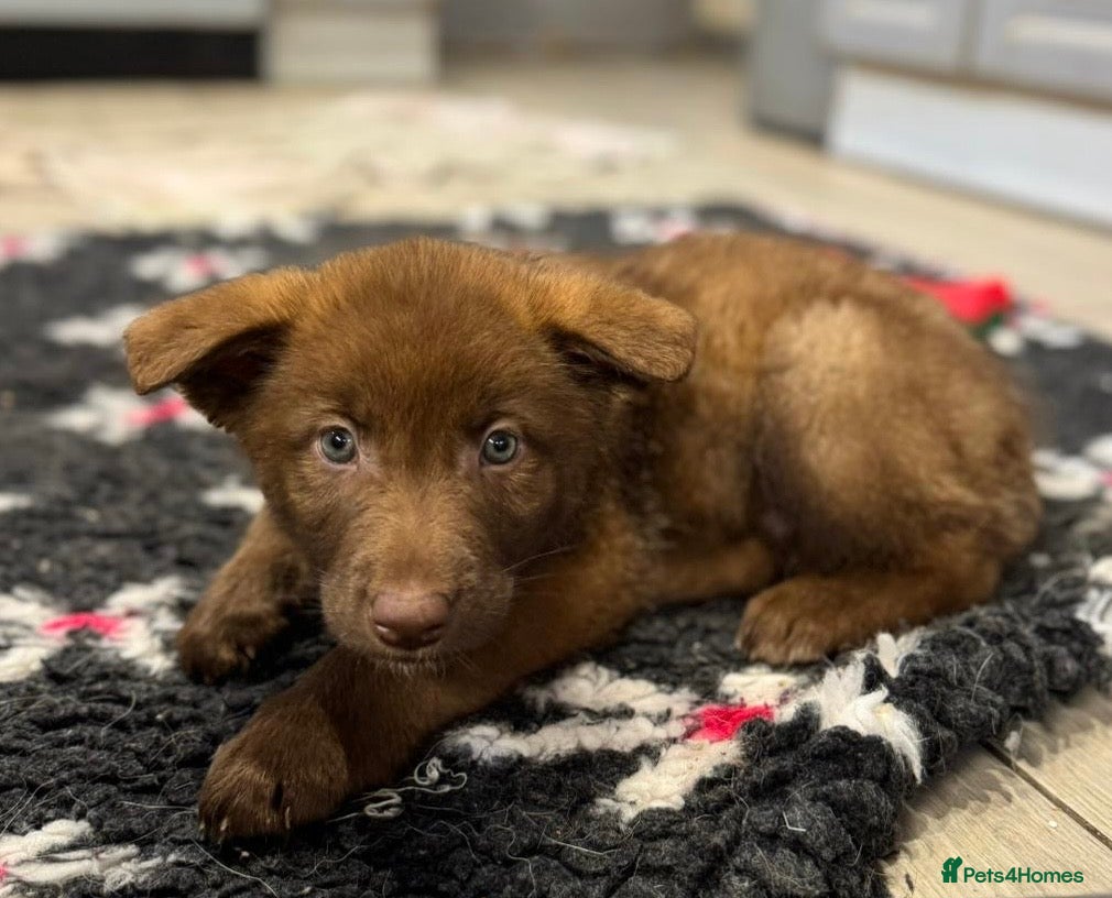 Saarloos Wolfdog dogs Extensively Health Tested Wolfdog Puppies - Advert 1