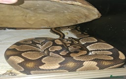 Python Snake reptiles for sale: 12 Rescue Royal Pythons For Sale - Image 10