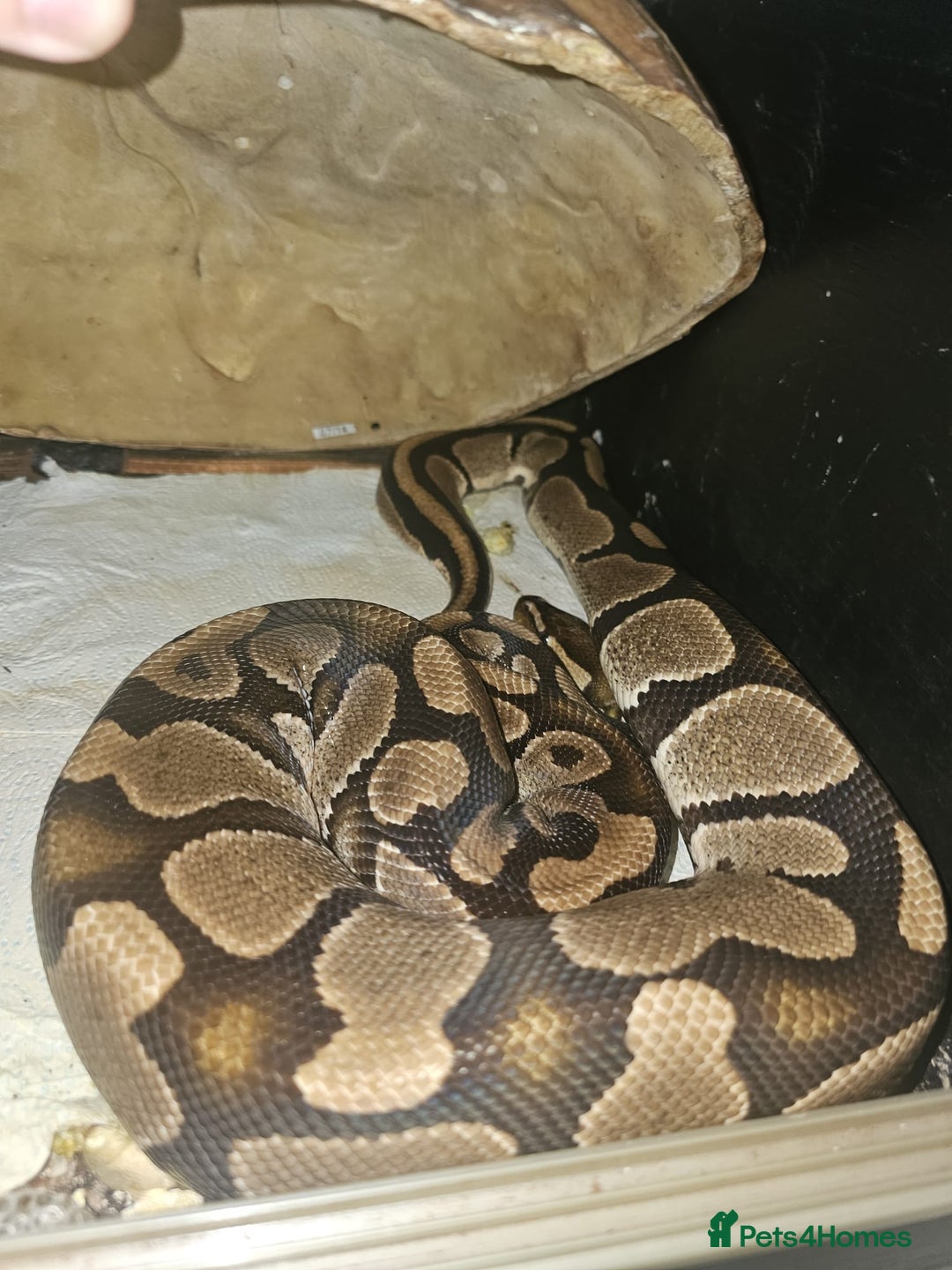 Python Snake reptiles for sale: 12 Rescue Royal Pythons For Sale - Image 10